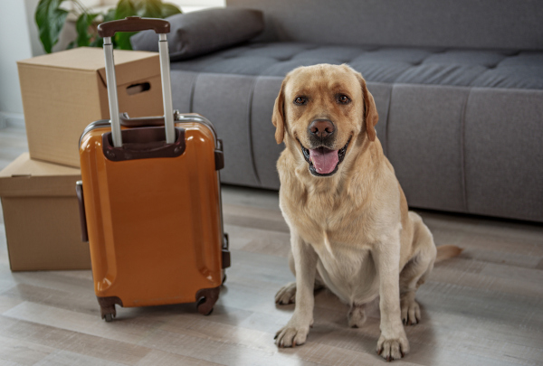 Pet Shifting Services in Bangalore